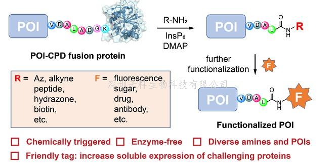 Nat Commun | 上海藥物所發(fā)展蛋白質(zhì)C端化學(xué)修飾新方法