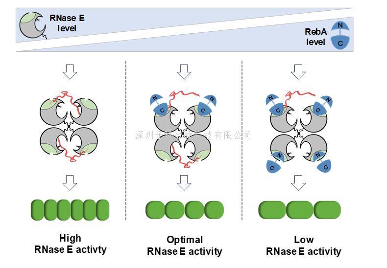 RNA世界的警察與督查：中國學者揭示細菌RNA代謝調控新機制