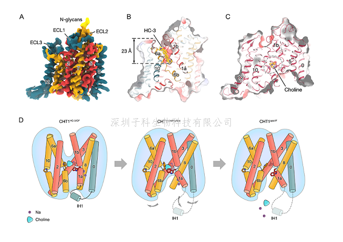 趙巖研究組揭示突觸前膽堿轉(zhuǎn)運(yùn)蛋白CHT1轉(zhuǎn)運(yùn)調(diào)控機(jī)制