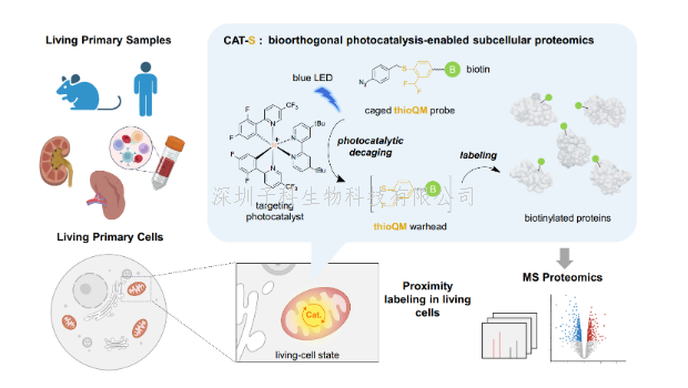 陳鵬/樊新元團(tuán)隊(duì)報(bào)道用于原代生物樣品研究的生物正交光催化鄰近標(biāo)記技術(shù)CAT-S