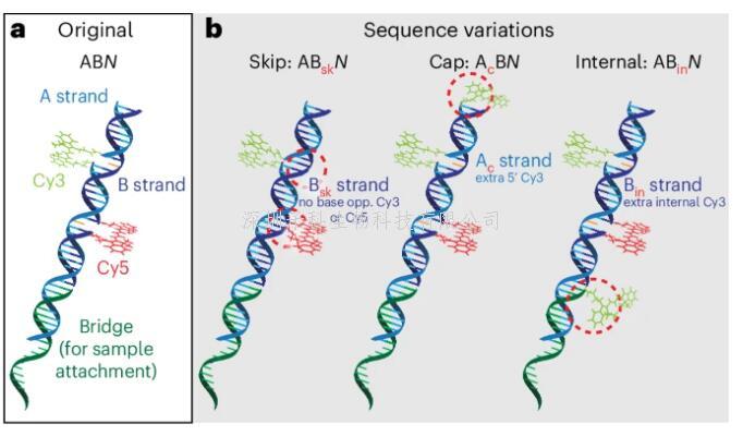 創(chuàng)新單分子熒光成像FRETfluor標(biāo)簽 用Cy3、Cy5和DNA構(gòu)建27種標(biāo)簽的新調(diào)色板
