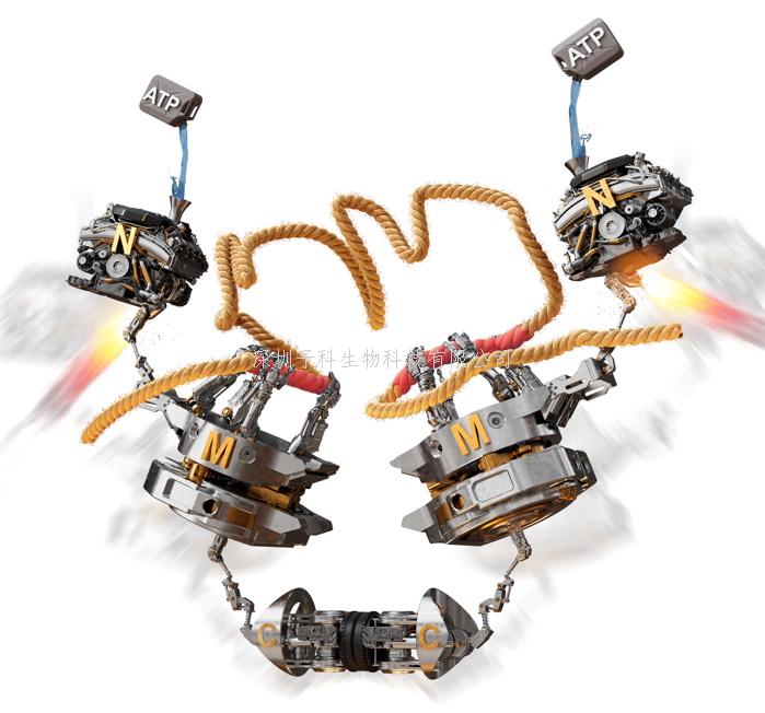 Nat. Struct. Mol. BiolNat | 中國科大黃成棟團隊在分子伴侶Hsp90的功能機制研究中取得重大進展