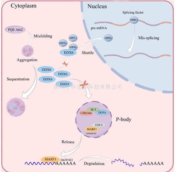 胡紅雨組揭示Ataxin-2蛋白通過募集RNA解旋酶DDX6影響細胞P-body穩(wěn)態(tài)的分子機制