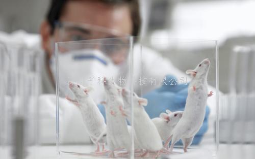 工程人血漿B細胞分泌雙特異性治療小鼠白血病