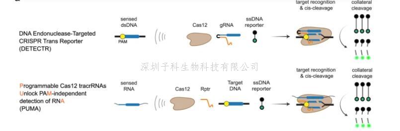 Cas12核酸酶檢測RNA新方法：TracrRNA重編程 讓靶向DNA的Cas12核酸酶直接檢測與pam無關(guān)的RNA