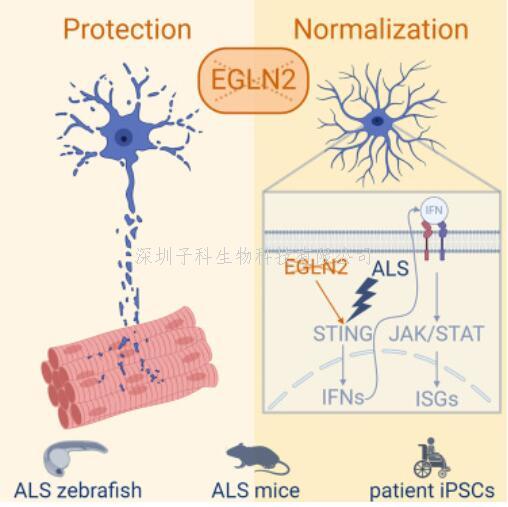 肌萎縮側(cè)索硬化癥模型：靶向EGLN2/PHD1可保護(hù)運(yùn)動(dòng)神經(jīng)元