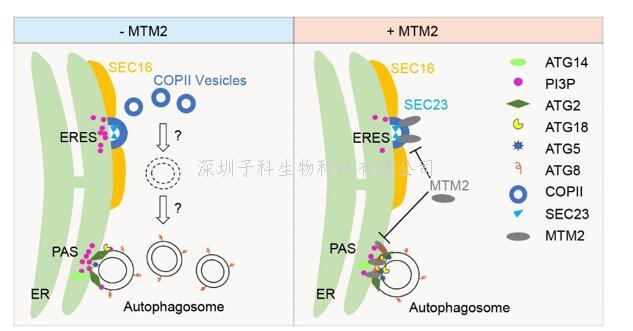 上海交大龔清秋課題組發(fā)現(xiàn)PI3P磷酸酶特異負(fù)調(diào)控COPII介導(dǎo)的蛋白分泌與自噬的機(jī)制