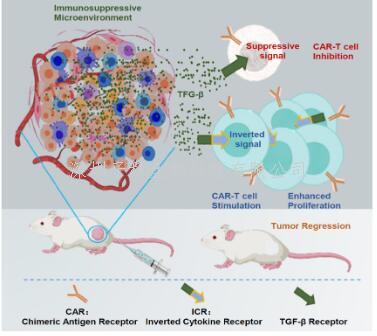 Molecular Therapy|鄧宏魁/白云團隊通過逆轉(zhuǎn)TGF-β信號增強嵌合抗原受體