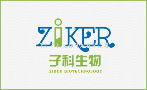 小鼠抗新冠病毒N抗原