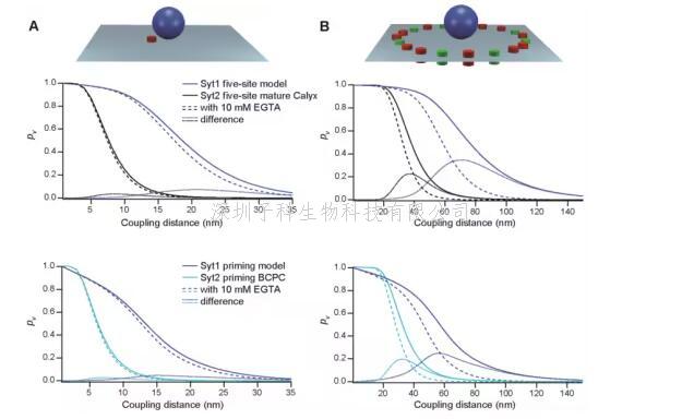 Science：大腦皮層中，腦細(xì)胞之間的突觸信號(hào)傳遞即使在鈣離子濃度較低的情況下也能發(fā)揮功能