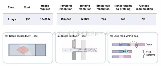 汪陽明團(tuán)隊(duì)創(chuàng)新雙組學(xué)技術(shù)MAPIT-seq：在單細(xì)胞水平同時(shí)繪制RNA結(jié)合蛋白作用圖譜與基因表達(dá)圖譜的新利器
