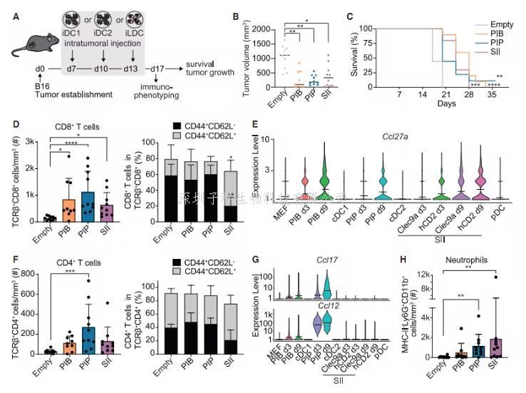 Immunity：解鎖免疫細胞的“變身密碼”！科學家發(fā)現(xiàn)調(diào)控樹突狀細胞多樣性的關(guān)鍵因子