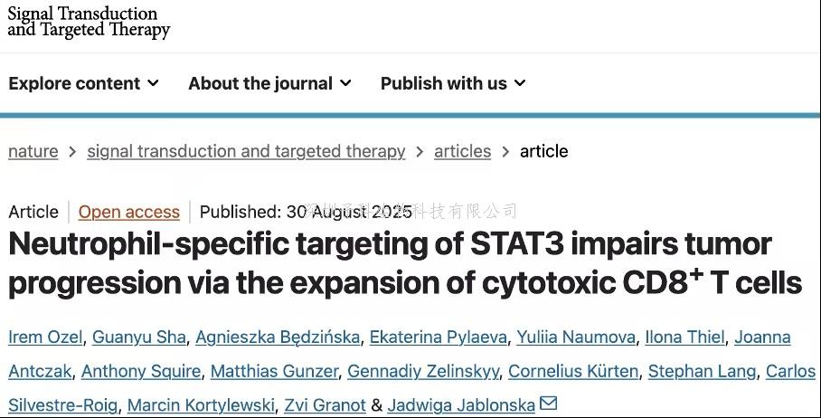 STTT：打斷腫瘤的“狗腿”！科學家發(fā)現(xiàn)，抑制中性粒細胞的STAT3，會讓中性粒細胞“改邪歸正”，促進T細胞抗癌
