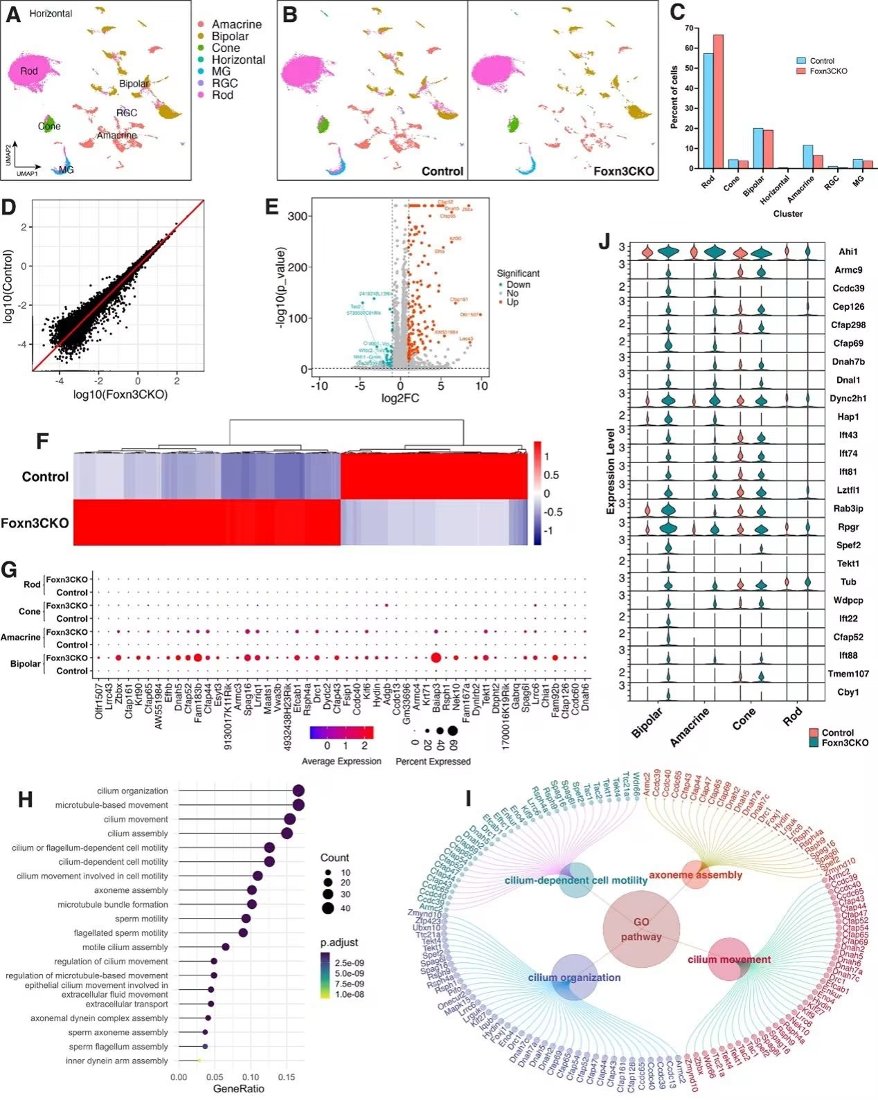 研究揭示Foxn3在視網(wǎng)膜細(xì)胞纖毛發(fā)生的關(guān)鍵調(diào)控作用