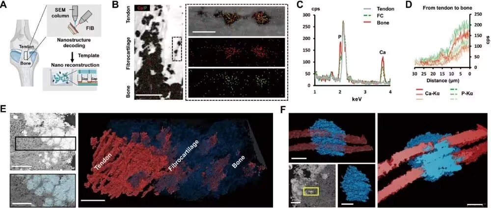 浙江大學陳曉等合作最新Science子刊