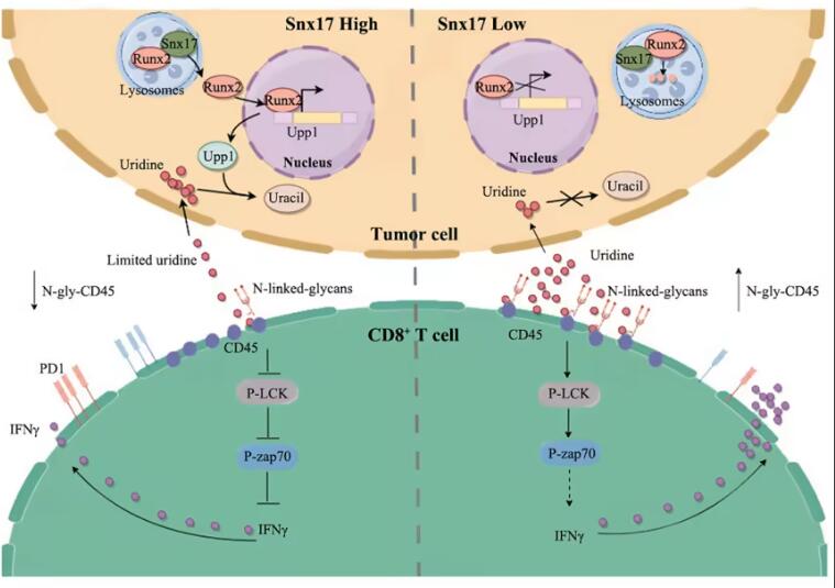 Cell Metab：尿苷也能抗腫瘤，南方醫(yī)科大學梁莉/王志章表明尿苷耗竭通過N-糖基化降低抗腫瘤活性