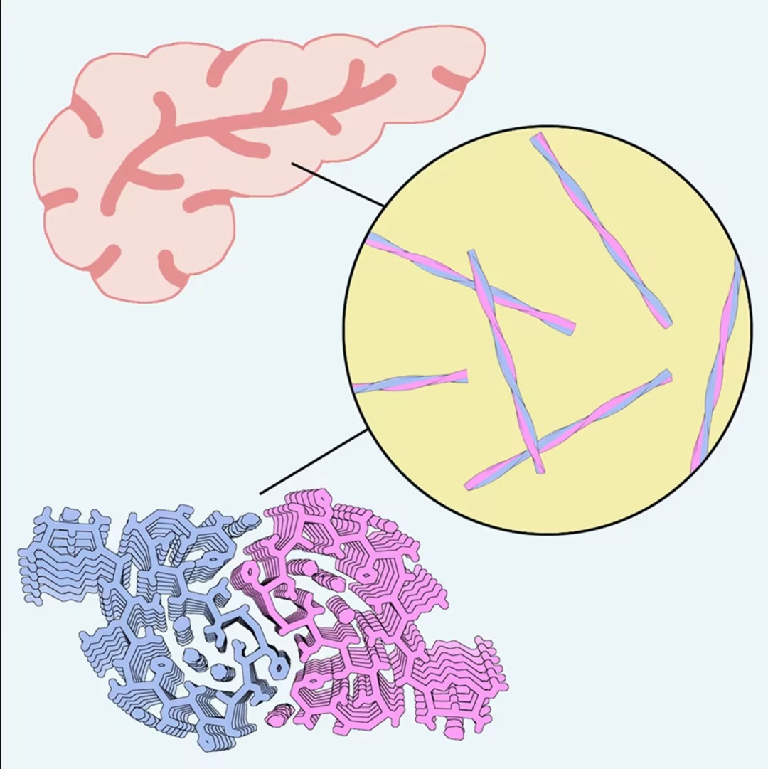 上海交通大學拿下2026年首篇Cell