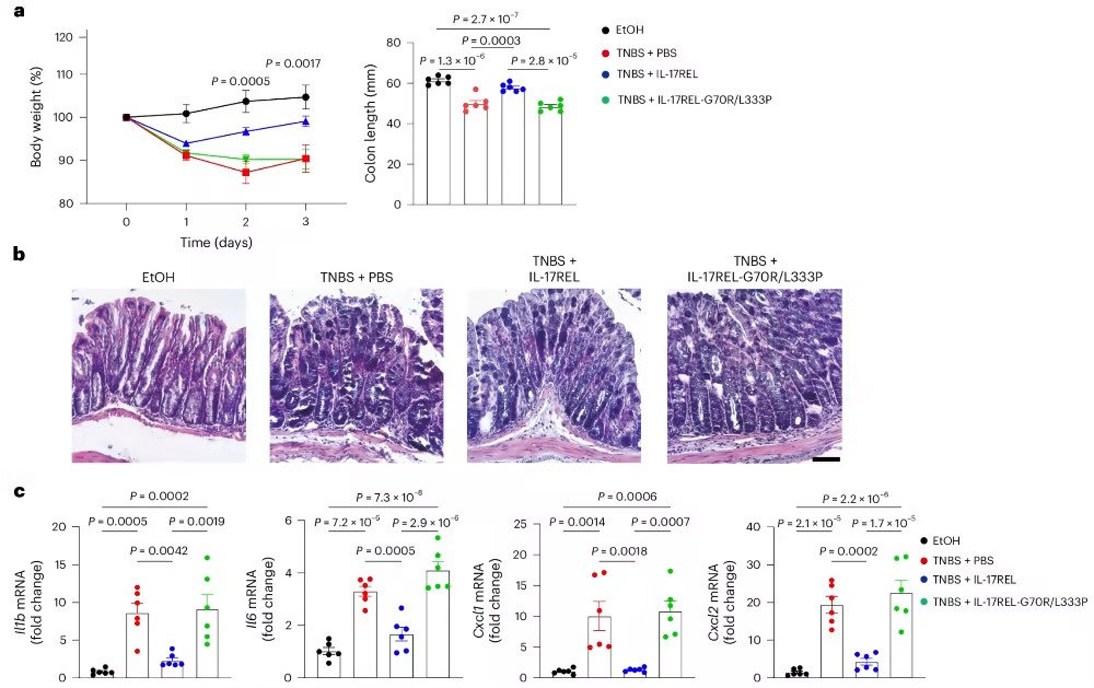 Nat Immunol：錢友存/楊濤發(fā)現控制腸道炎癥的潛在新策略