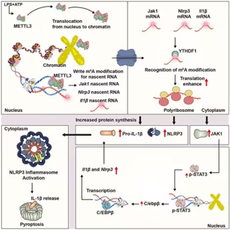 Cell Reports：浙江大學(xué)汪以真/靳明亮揭示激活巨噬細(xì)胞中的NLRP3炎癥小體的調(diào)控新機(jī)制